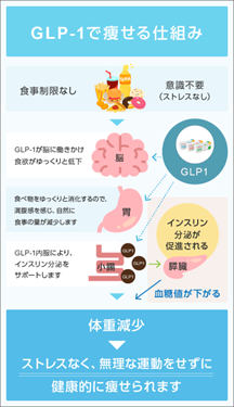 GLP-1作動薬の種類と表